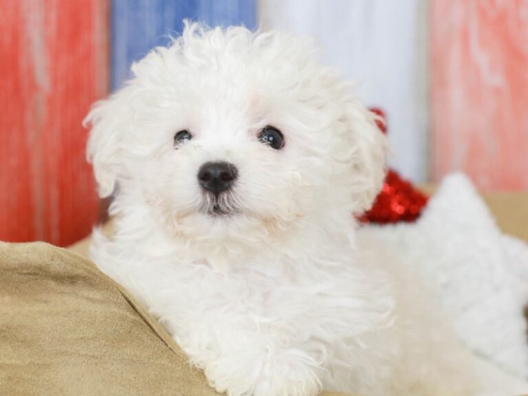 Bichon Frise