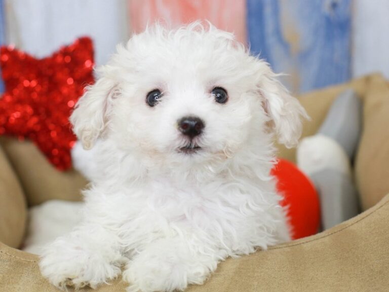 Bichon Frise