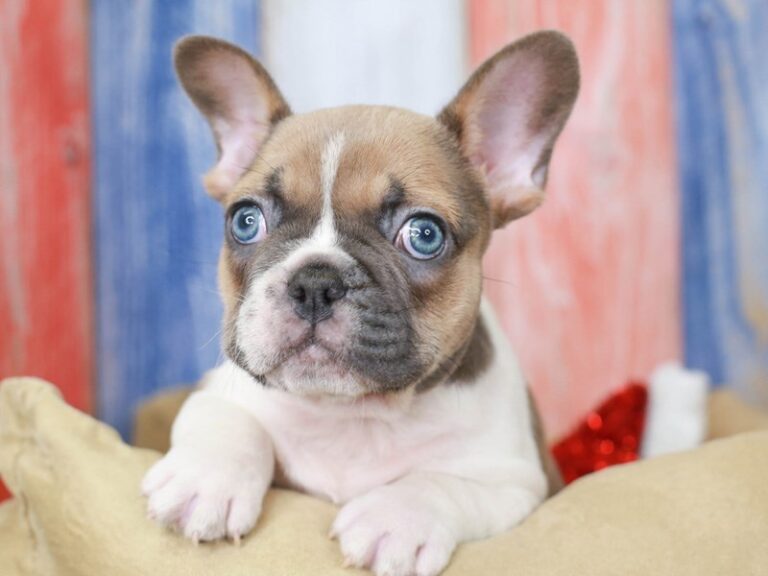 French Bulldog