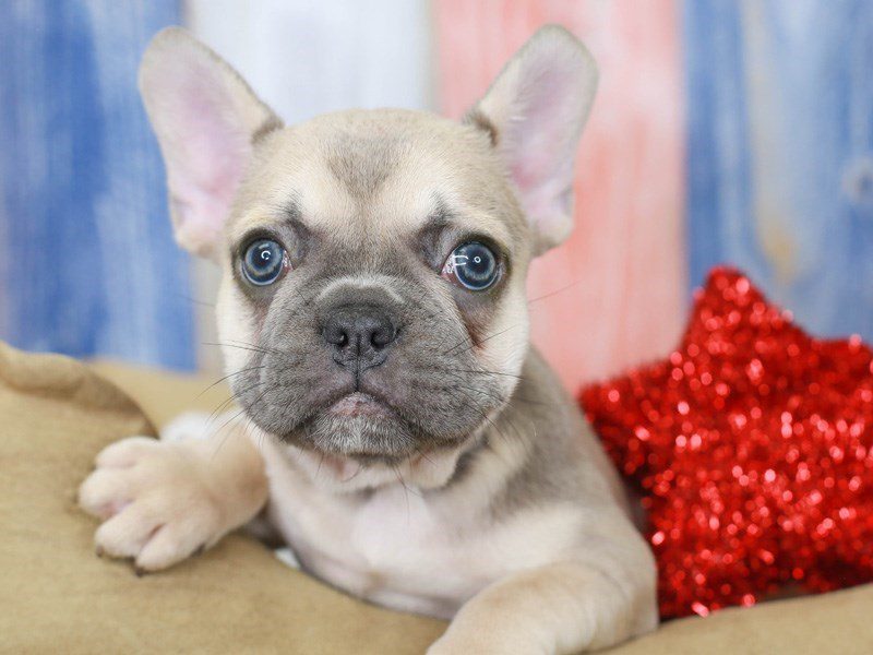 French Bulldog-DOG-Female-lilac and fawn-3201408-Animal Kingdom ...