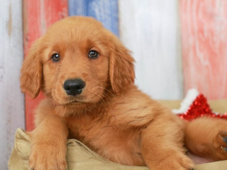 Golden Retriever