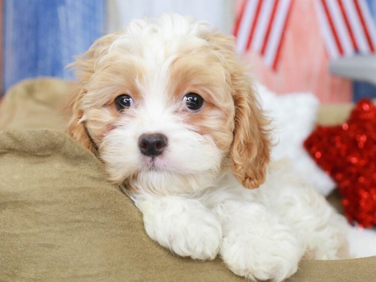 Cavapoo