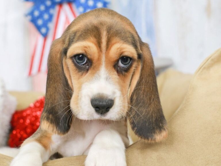 Beagle