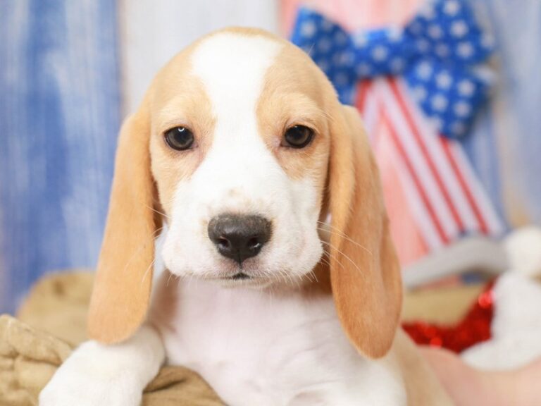 Beagle