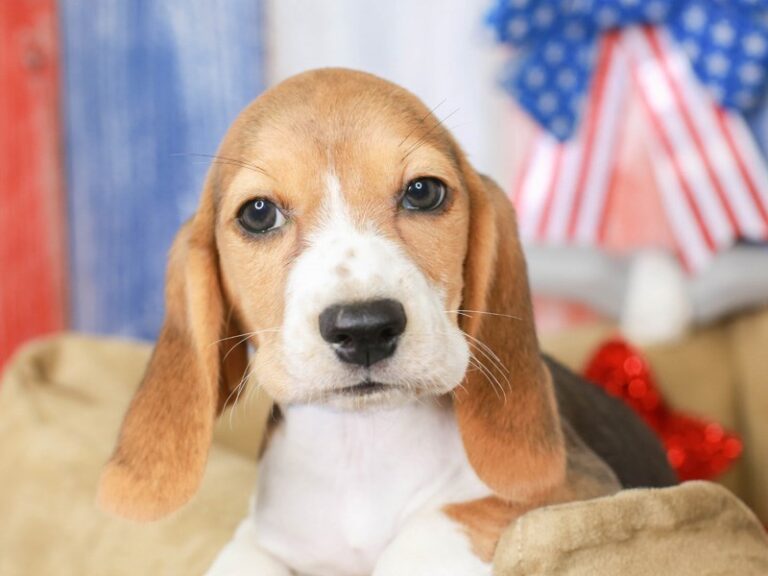 Beagle