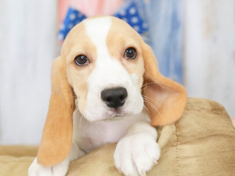 Beagle