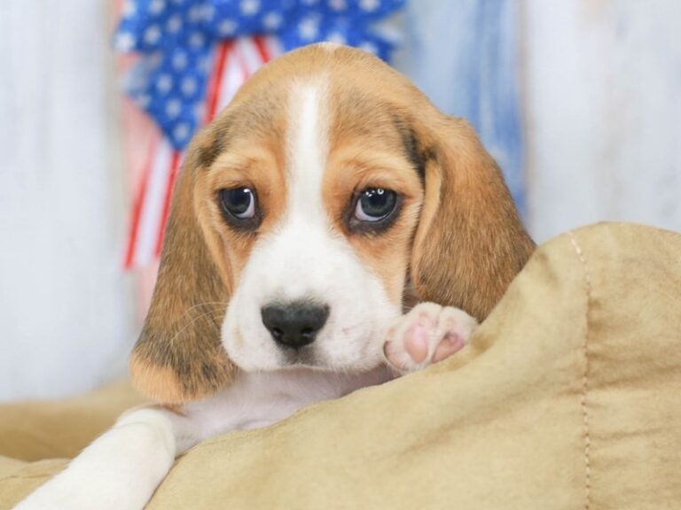 Beagle