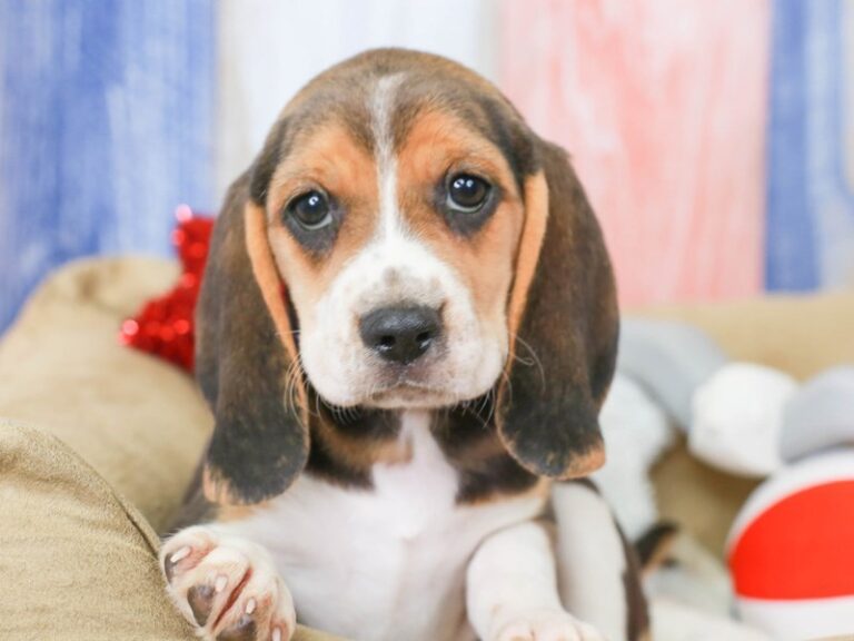 Beagle