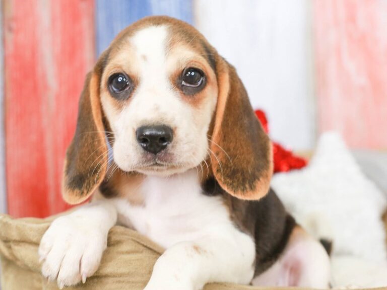 Beagle