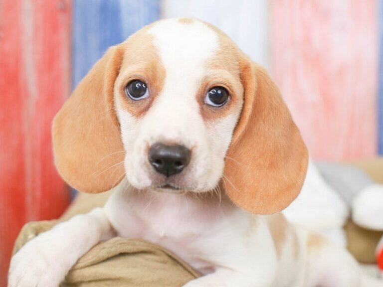 Beagle