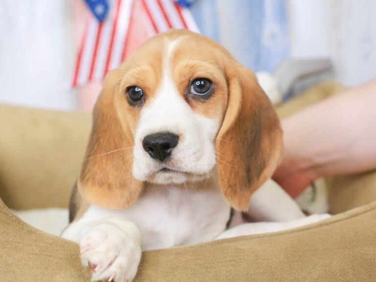 Beagle