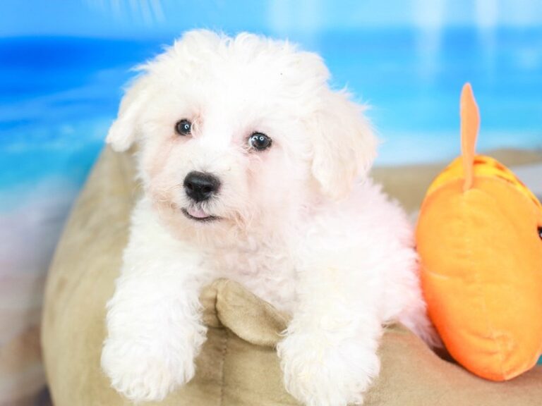 Bichon Frise