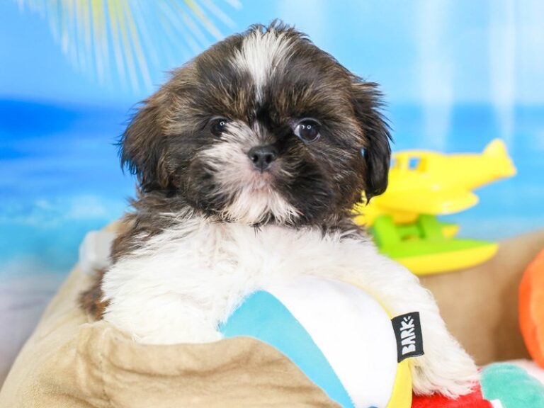 Shih Tzu