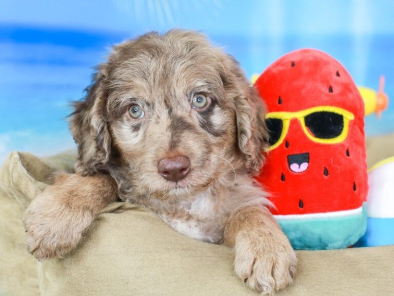 Mini Australian Labradoodle