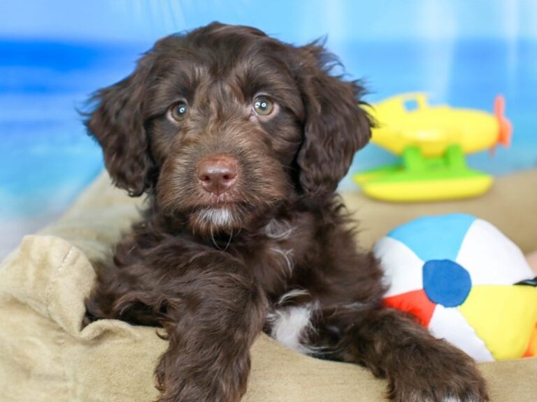 Mini Australian Labradoodle