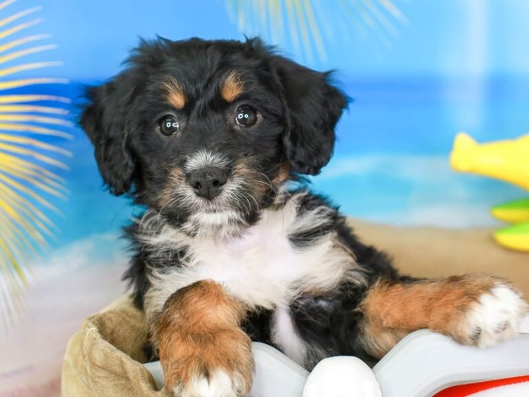 Mini Australian Labradoodle