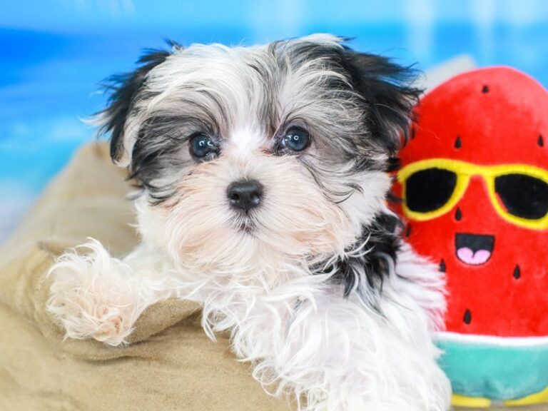 Morkie