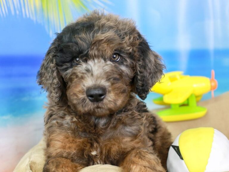 Goldendoodle