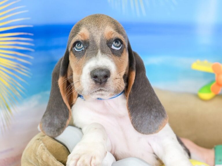 Basset Hound