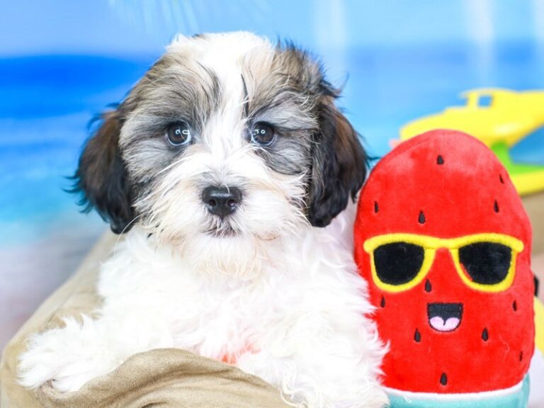 Havanese