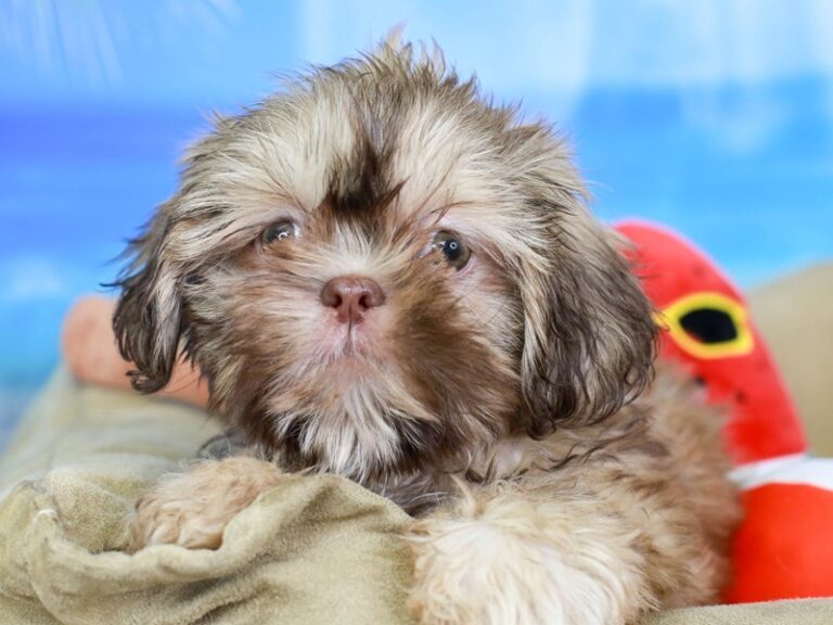Shih Tzu