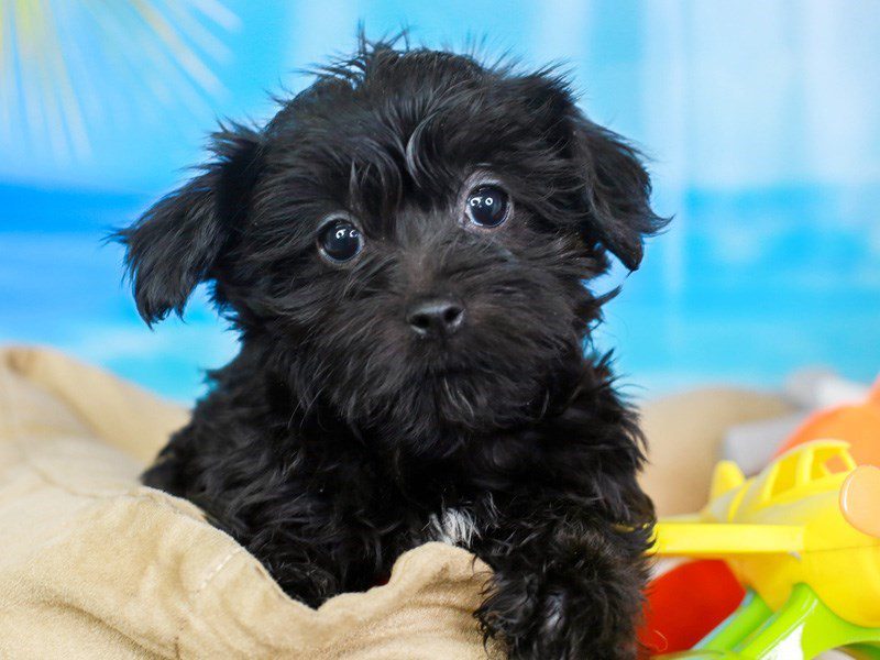 Yoranian-Male-blk-3211602-Animal Kingdom | Puppies N Love