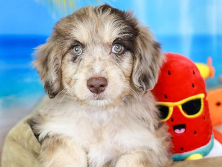 Mini Australian Labradoodle