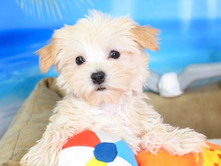 Morkie