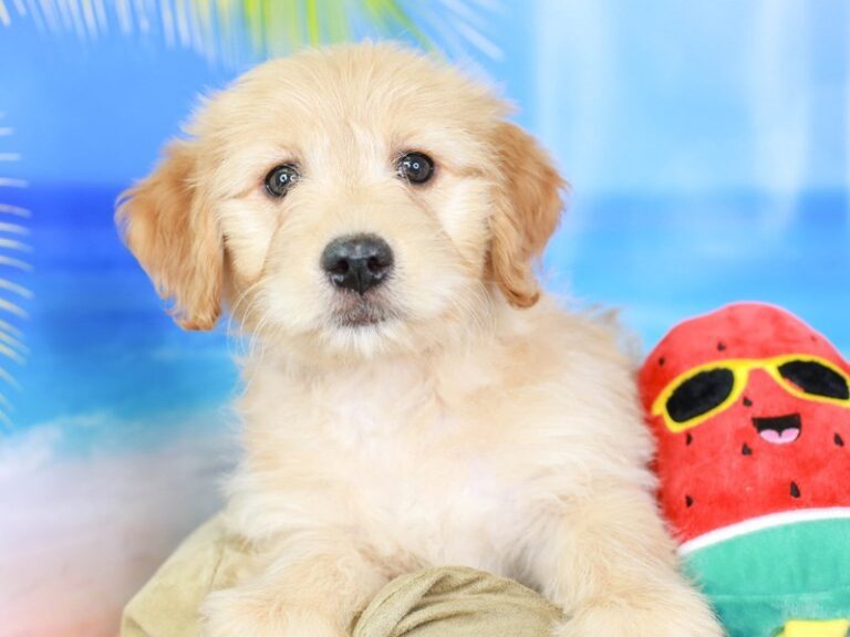 Mini Goldendoodle