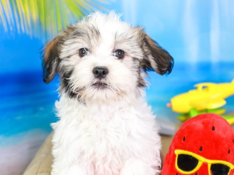 Havanese