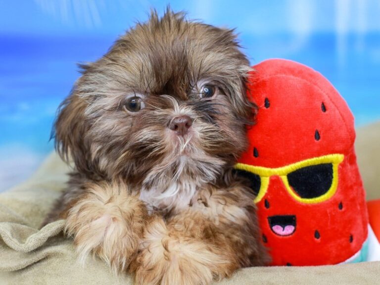Shih Tzu