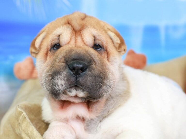 Shar Pei