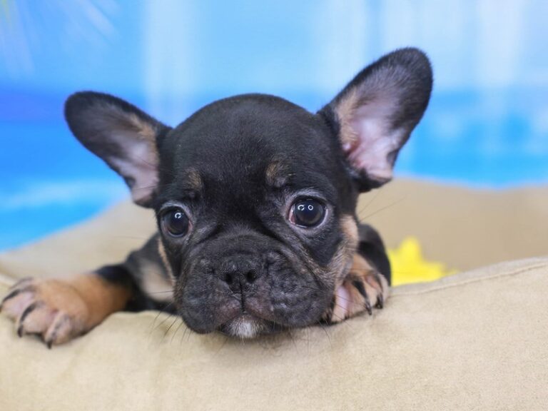 French Bulldog