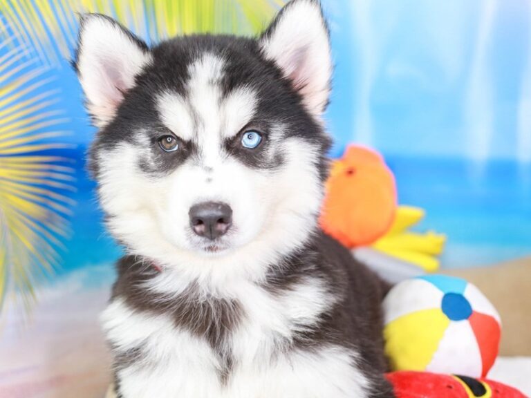 Siberian Husky