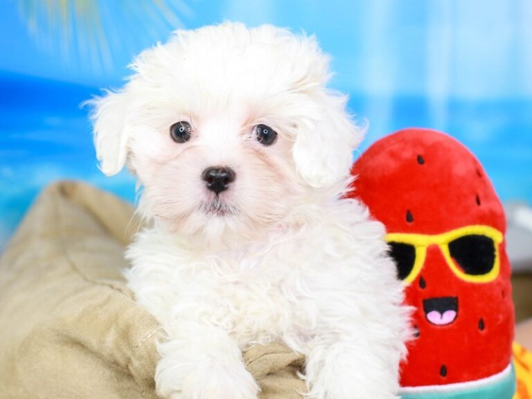 Shih Poo