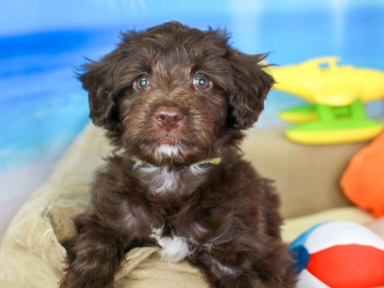 Mini Australian Labradoodle