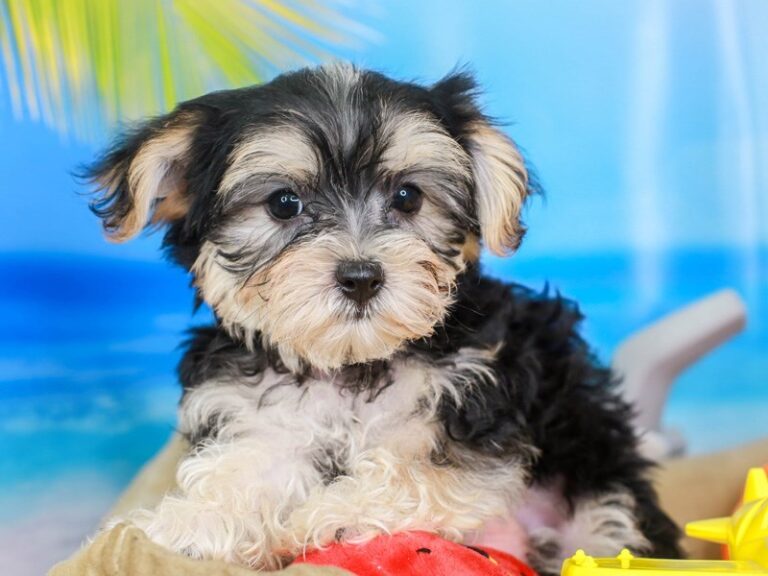 Morkie