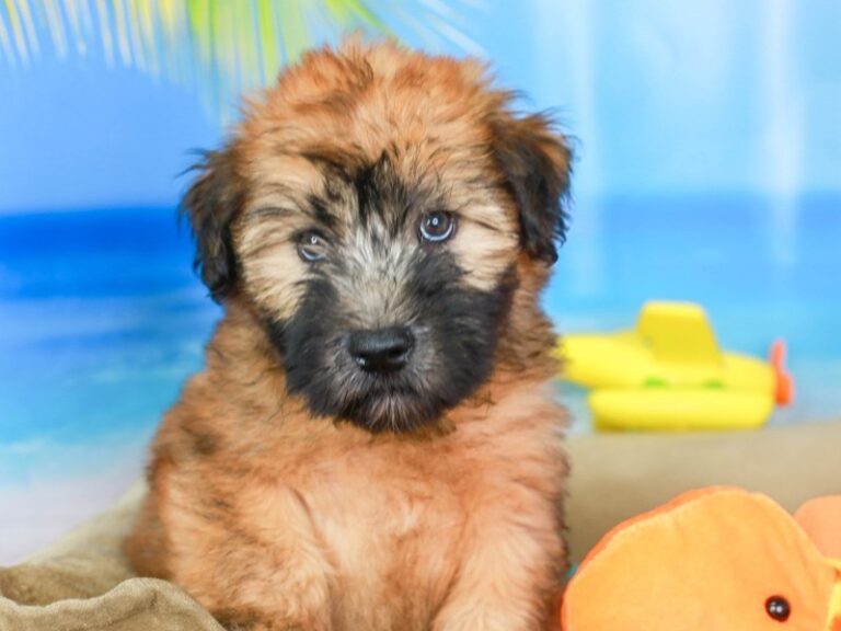 Soft Coated Wheaten Terrier