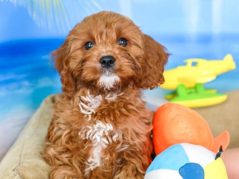 Cavapoo
