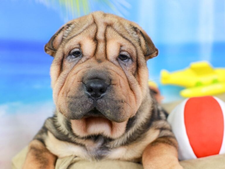 Shar Pei