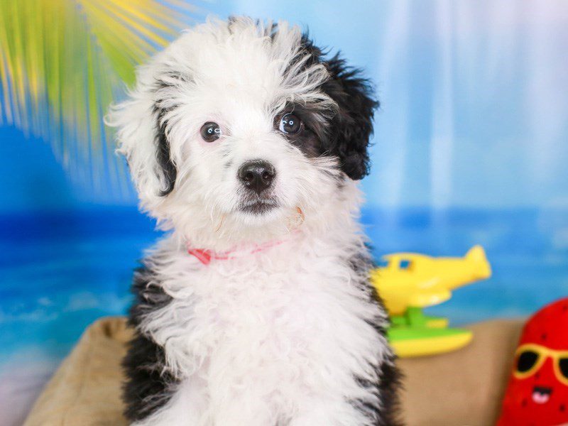 Aussiepoo-Female-blk/wh-3211858-Animal Kingdom | Puppies N Love