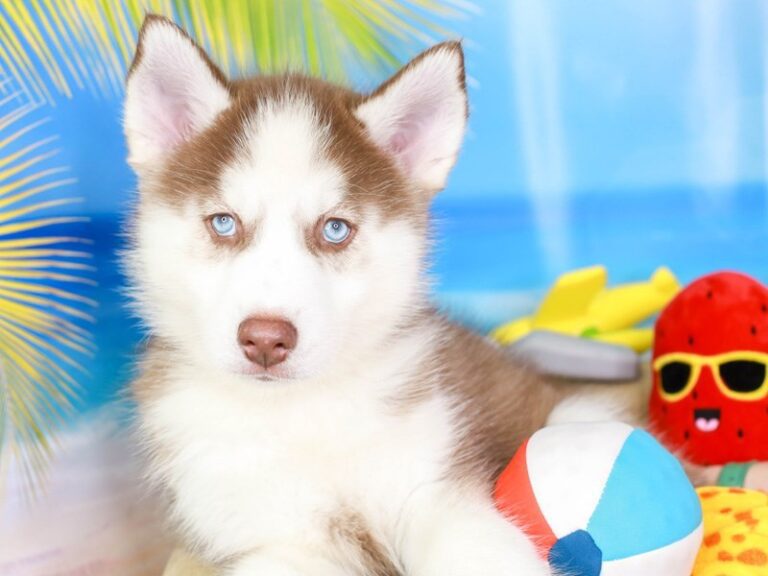 Siberian Husky