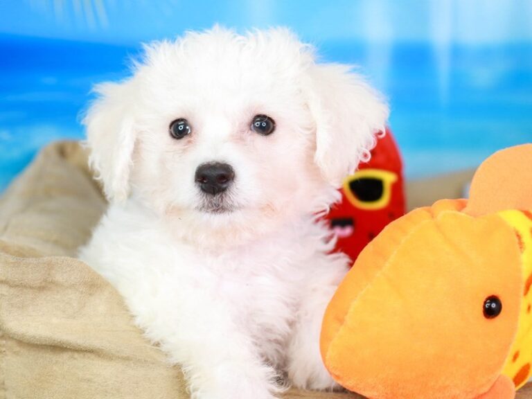 Bichon Frise