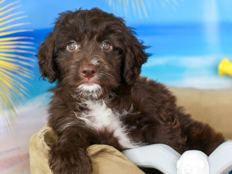 Mini Australian Labradoodle