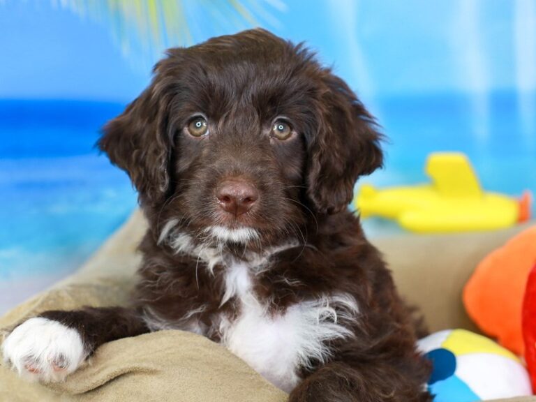 Mini Australian Labradoodle