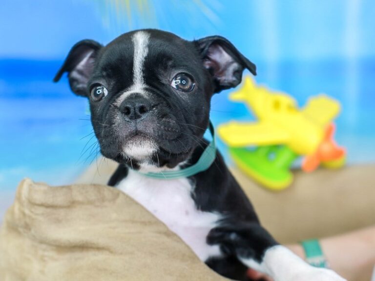 Boston Terrier