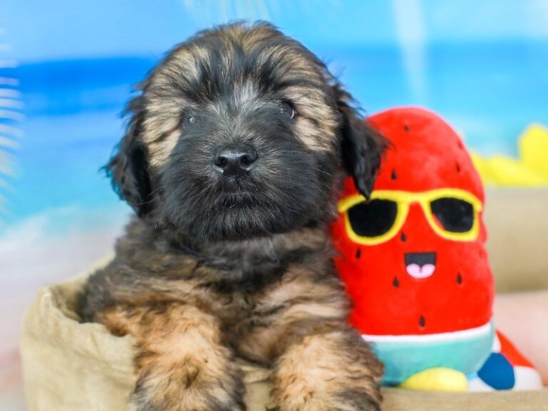 Soft Coated Wheaten Terrier