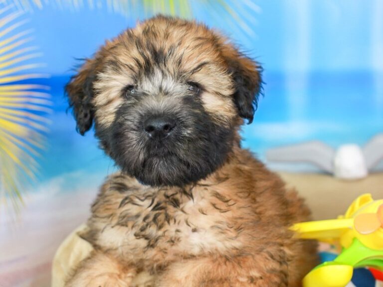 Soft Coated Wheaten Terrier