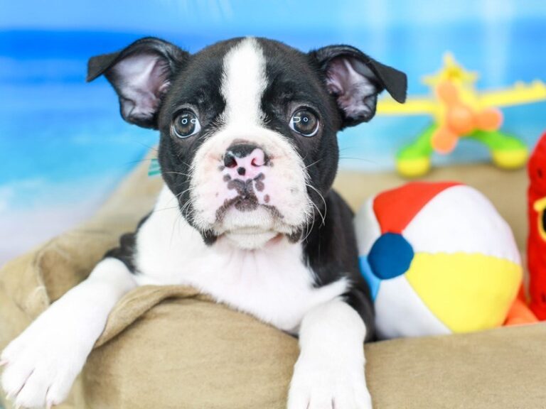 Boston Terrier