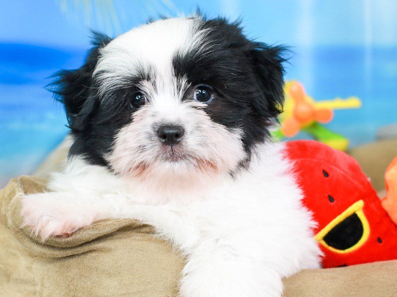 Shiranian-Male-black&white-3207022-Animal Kingdom | Puppies N Love